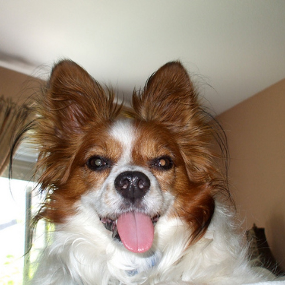 Meet your Posher, Tiffany